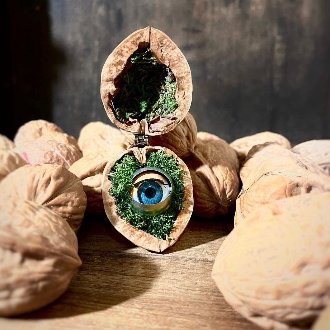 Walnut Diorama, Blinking Eye Walnut Shell