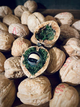 Load image into Gallery viewer, Walnut Diorama, Blinking Eye Walnut Shell