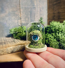 Load image into Gallery viewer, Moss Ball Babies